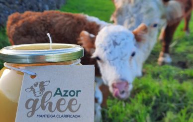 Frasco de manteiga ghee AzorGhee ao pé de uma vaco num pasto